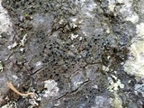 Rinodina californiensis image