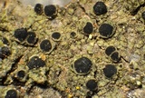 Rinodina californiensis image