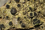 Rinodina californiensis image