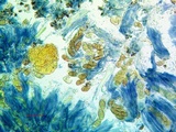Rinodina californiensis image