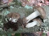 Megacollybia rodmanii f. murina image