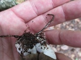 Megacollybia rodmanii f. murina image