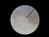 Megacollybia rodmanii f. murina image