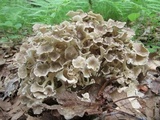 Polyporus umbellatus image