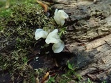Ductifera pululahuana image