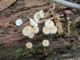 Mycena inclinata image