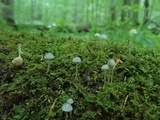 Mycena subcaerulea image
