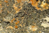 Cercidospora caudata image