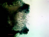 Cercidospora caudata image