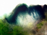 Cercidospora caudata image