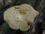 Polyporus craterellus image
