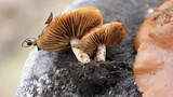 Pholiota highlandensis image