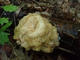 Polyporus craterellus image
