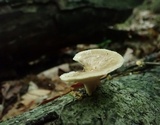 Polyporus craterellus image