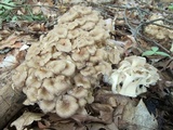 Polyporus umbellatus image