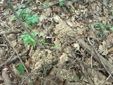 Polyporus umbellatus image