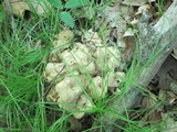 Polyporus umbellatus image
