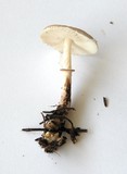 Lepiota flammeatincta image