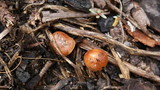 Pholiota highlandensis image