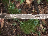 Bjerkandera adusta image