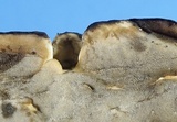 Bjerkandera adusta image