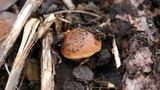 Pholiota highlandensis image