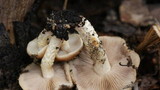Pholiota highlandensis image