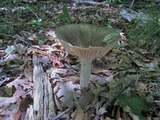 Megacollybia rodmanii image