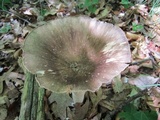 Megacollybia rodmanii image