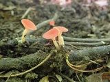 Sarcoscypha occidentalis image