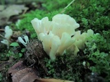 Tremellodendron schweinitzii image
