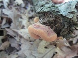 Hapalopilus rutilans image