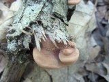 Hapalopilus rutilans image