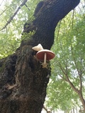 Volvariella bombycina image