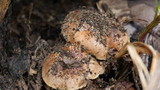 Pholiota highlandensis image