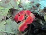 Sarcoscypha occidentalis image