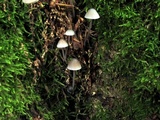 Mycena subcaerulea image