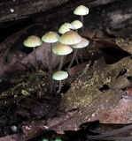 Mycena subcaerulea image