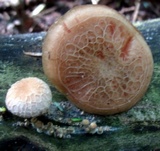Rhodotus palmatus image