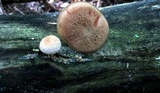 Rhodotus palmatus image