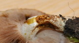 Pholiota highlandensis image
