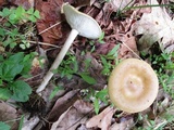Melanoleuca alboflavida image