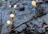 Mitrula lunulatospora image