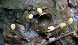 Mitrula lunulatospora image