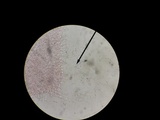 Melanoleuca alboflavida image