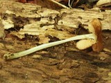 Pluteus cyanopus image
