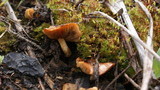 Pholiota highlandensis image