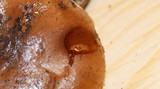 Pholiota highlandensis image