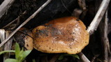 Pholiota highlandensis image
