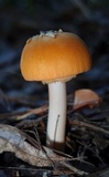 Amanita armeniaca image